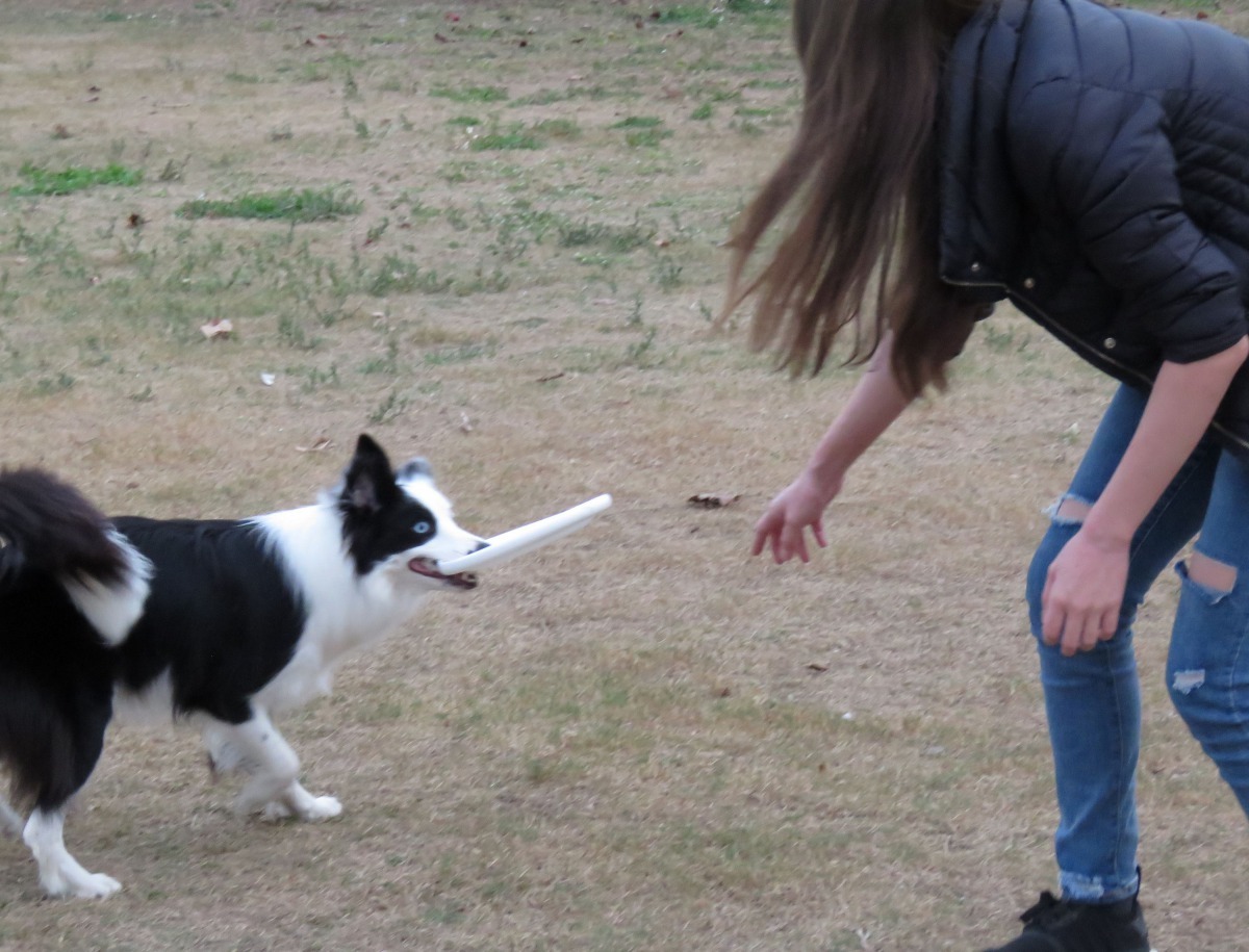訓練者光是要拿回口中的飛盤就得一番折騰。高維奇/攝