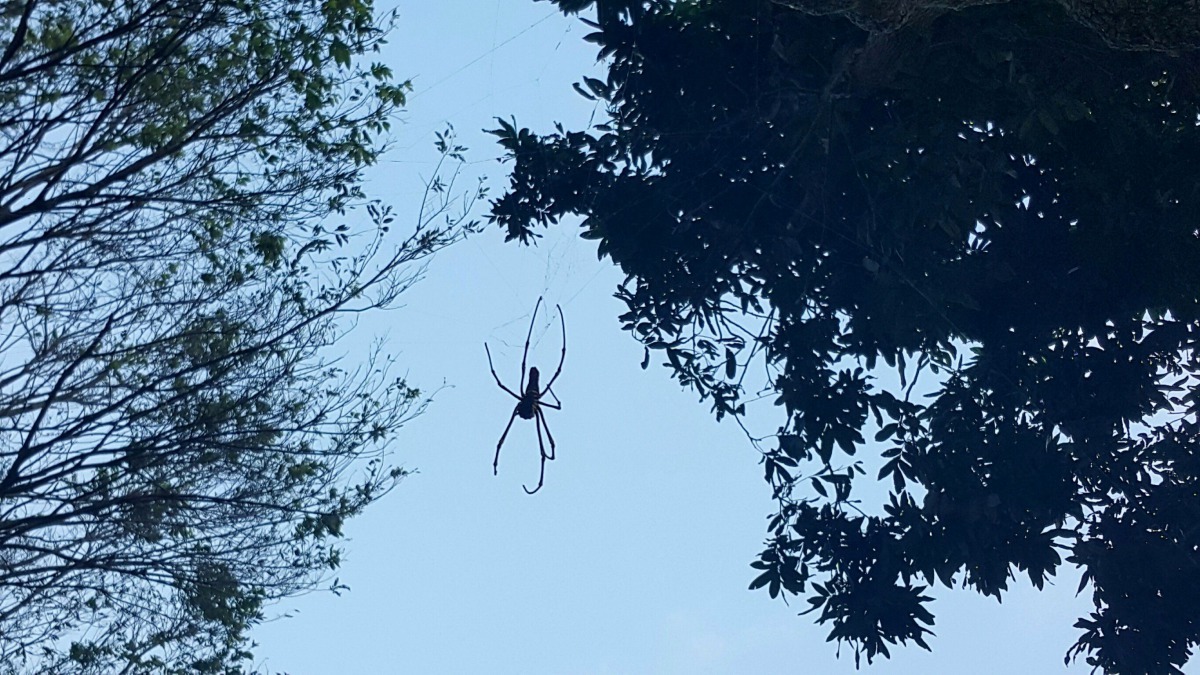 農場生態區是昆蟲、鳥類、兩棲類、小型哺乳類的生命舞台。高維奇/攝