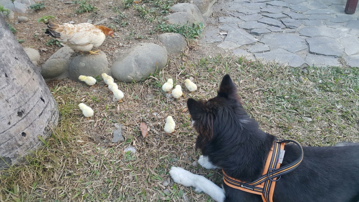 農場的邊境牧羊犬盡責地守護母雞帶小雞一家子。高維奇/攝