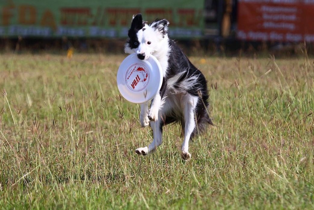 雪花獲得計時賽入門組第三名。圖/TFDA提供