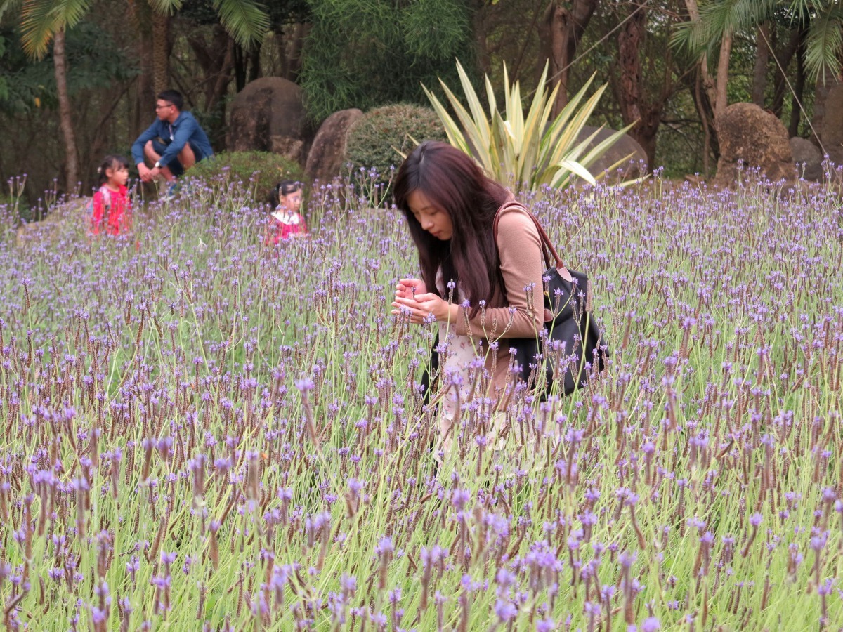 許多遊客譽南元農場為亞洲最美的花園度假村。高維奇/攝