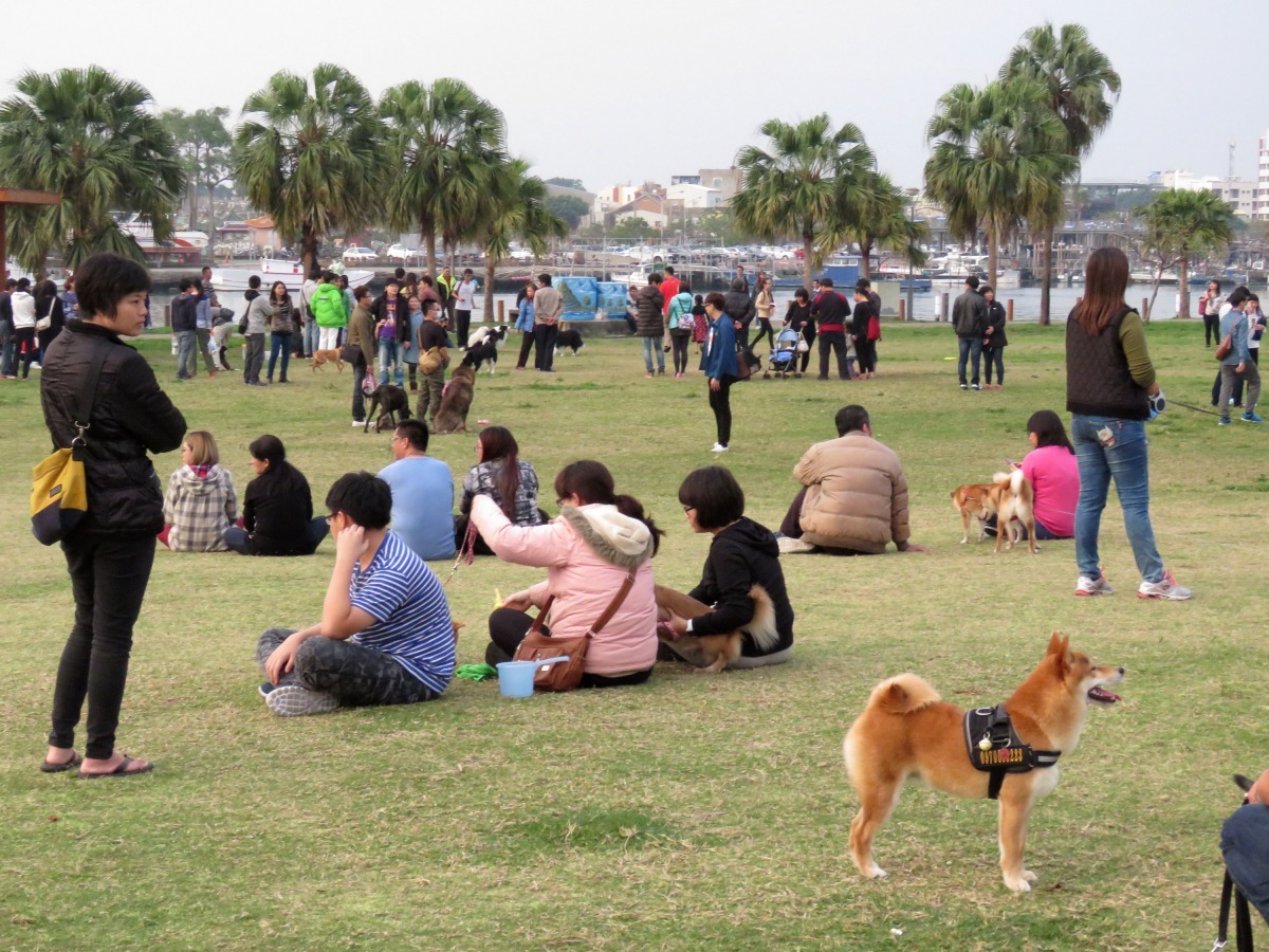 林默娘公園是台南地區最大的狗聚場所。高維奇／攝