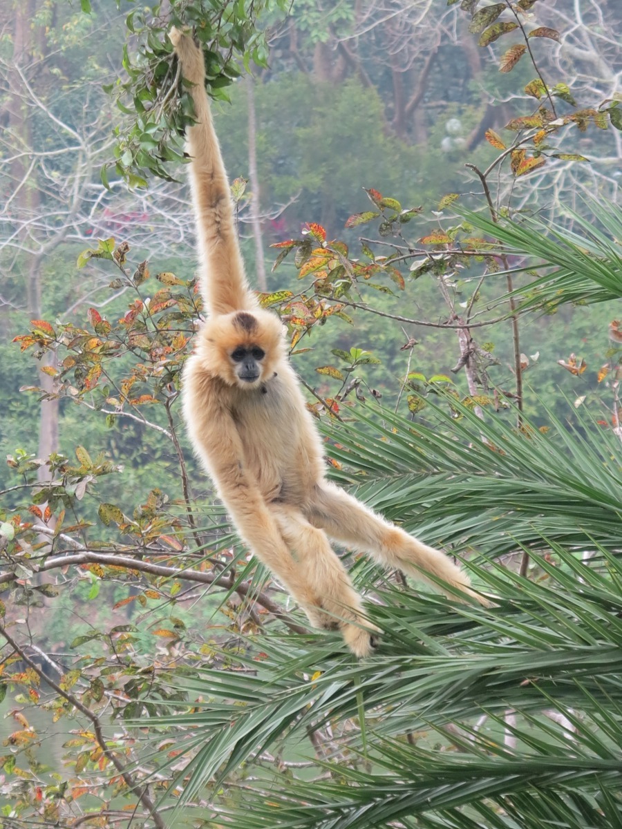 在南元農場可以看到母金頰長臂猿唱歌跳舞。高維奇/攝