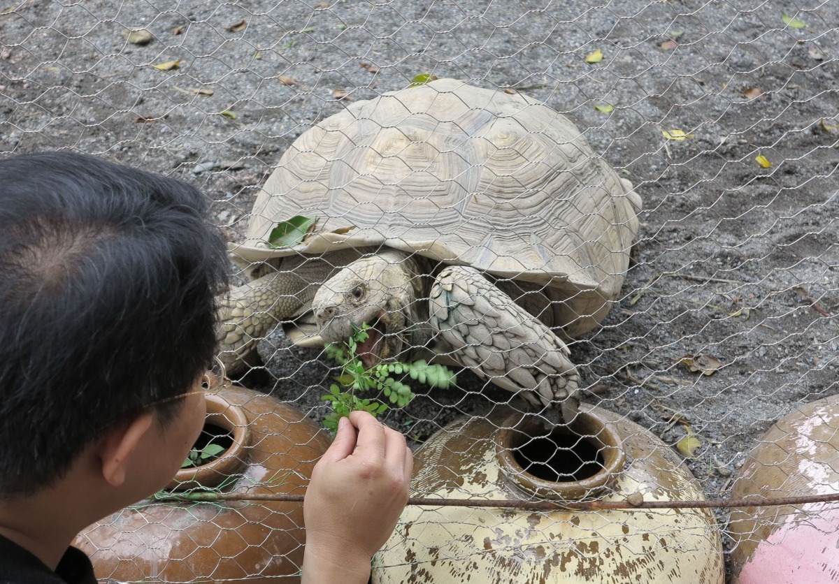 遊客與蘇卡達象龜互動。高維奇/攝