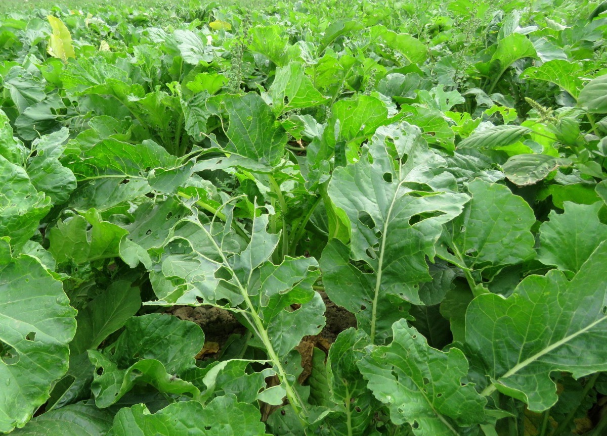 蘿蔔葉片滿是昆蟲咬的洞孔缺痕，蟲害非常嚴重。高維奇／攝