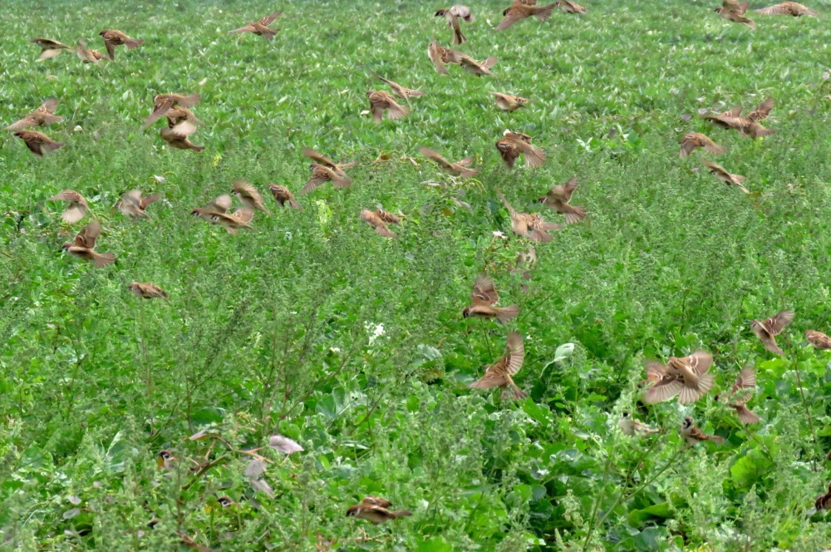 正在蘿蔔田間吃害蟲的成群麻雀，受到驚嚇而飛起。高維奇／攝