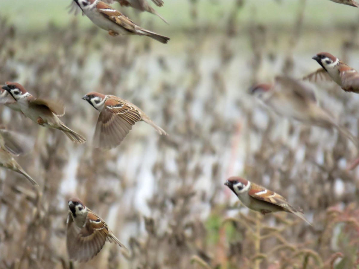 吃胡麻的麻雀被鞭炮聲驚嚇而飛走。高維奇／攝
