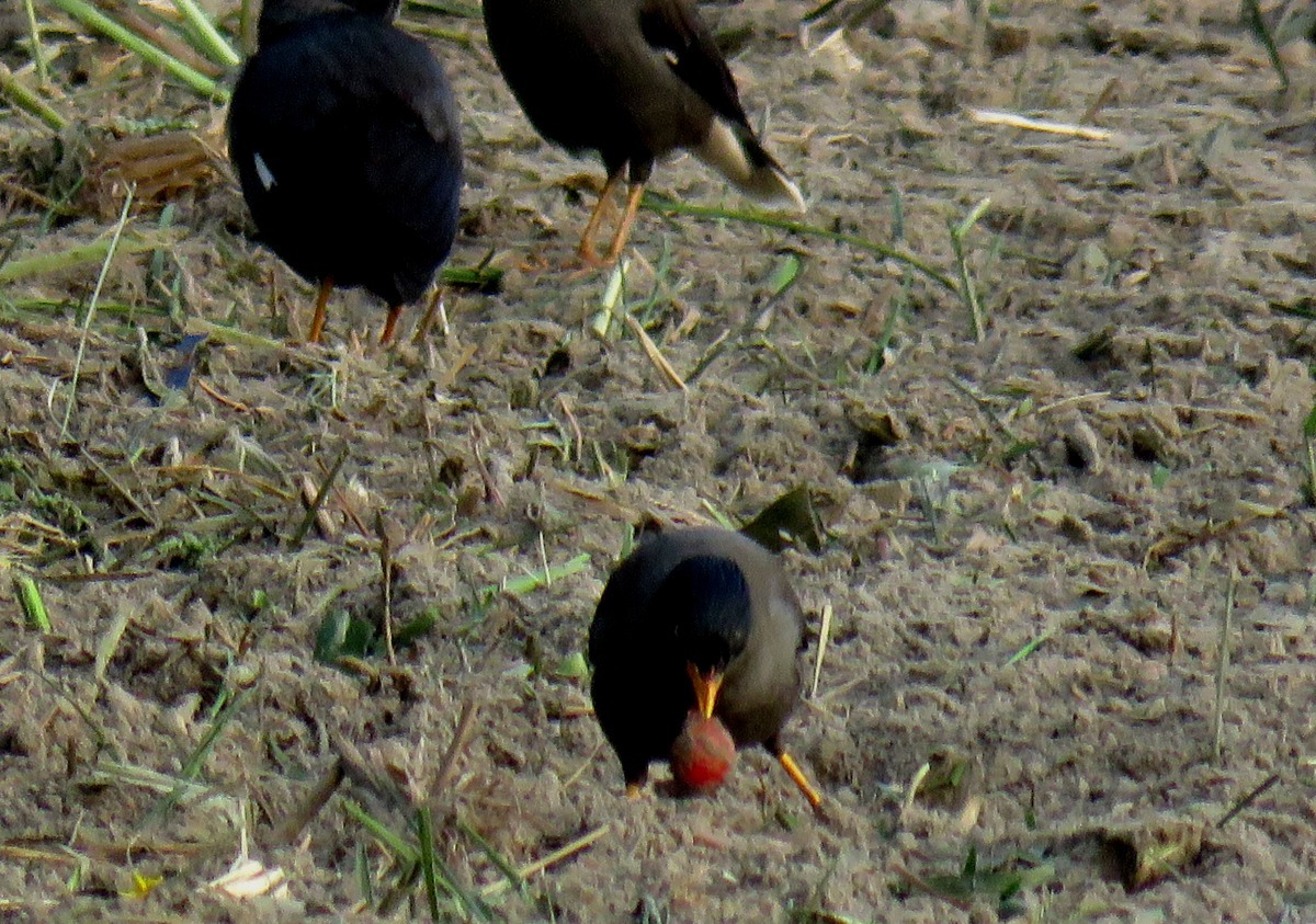 八哥正在吃田間待收成的小番茄。高維奇／攝