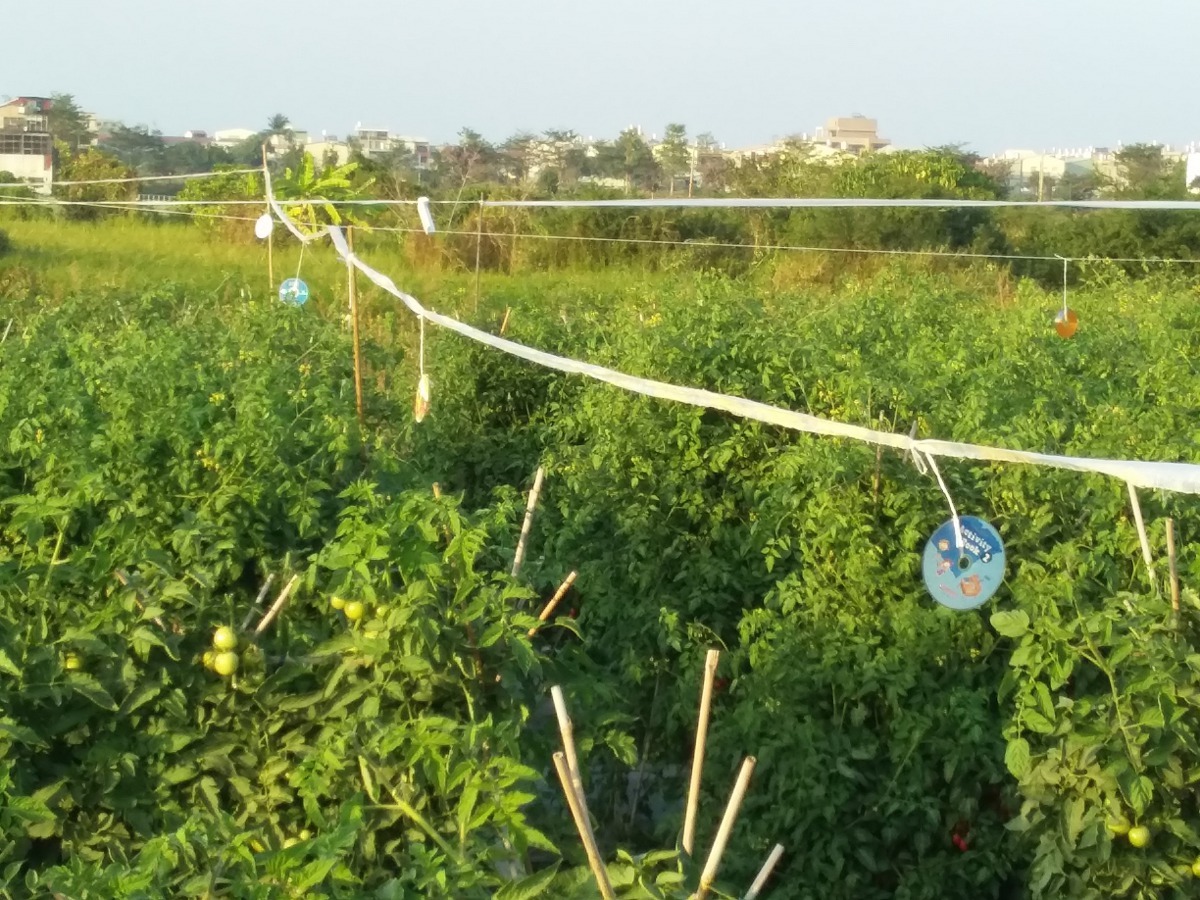 種番茄的農民使用廢棄的光碟片，綁在繩子上隨風飄揚閃光藉以嚇鳥。高維奇／攝