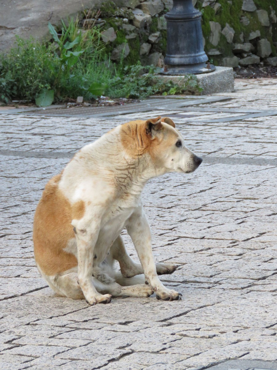 這隻狗因橫越馬路而被車撞傷，治療後仍跛腳不良於行。高維奇／攝