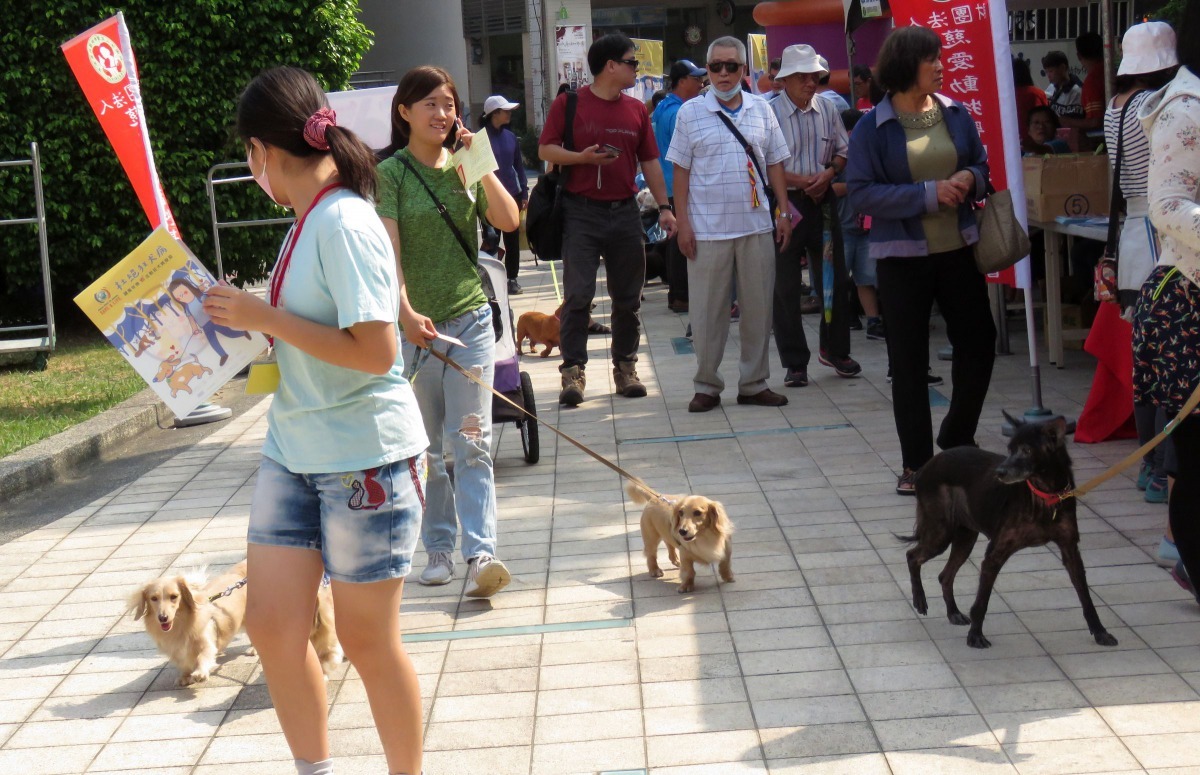 春節期間帶狗參加活動，繫狗鏈以策安全。高維奇／攝