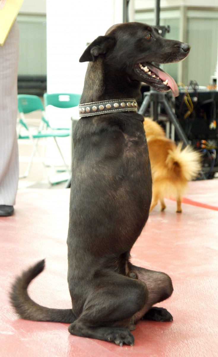 台南市動保活動代言狗「暴龍」就是亂闖被車子撞傷失去前腳。高維奇／攝