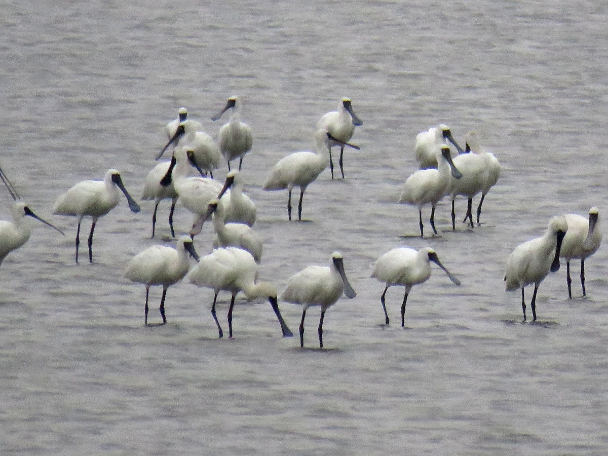 今年來台度冬的黑面琵鷺比去年增加。高維奇/攝