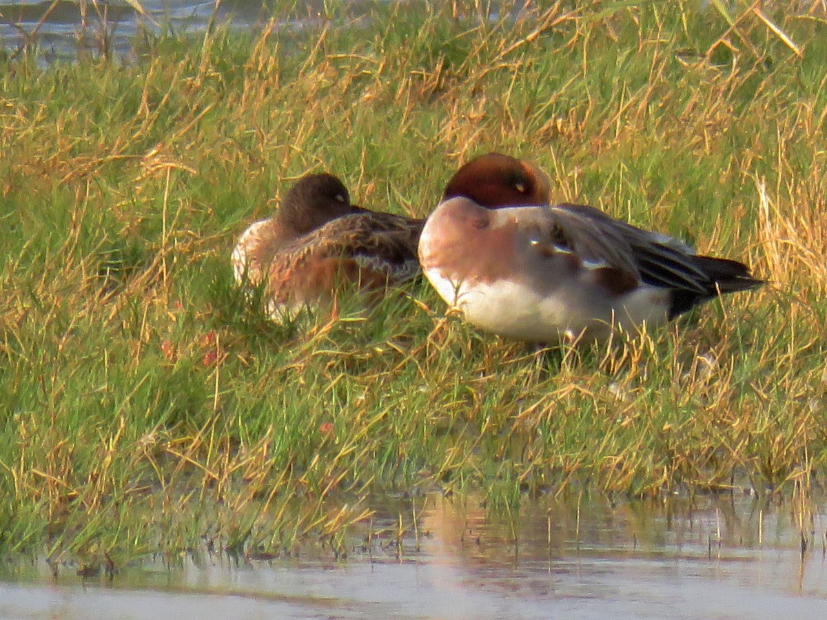 台灣的候鳥季在8、9月揭開序幕,春節前後達到高潮。高維奇/攝