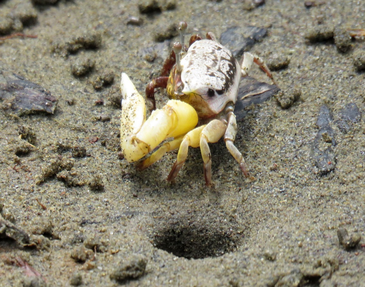 賞鳥之餘,也能體驗濱海自然風情。高維奇/攝