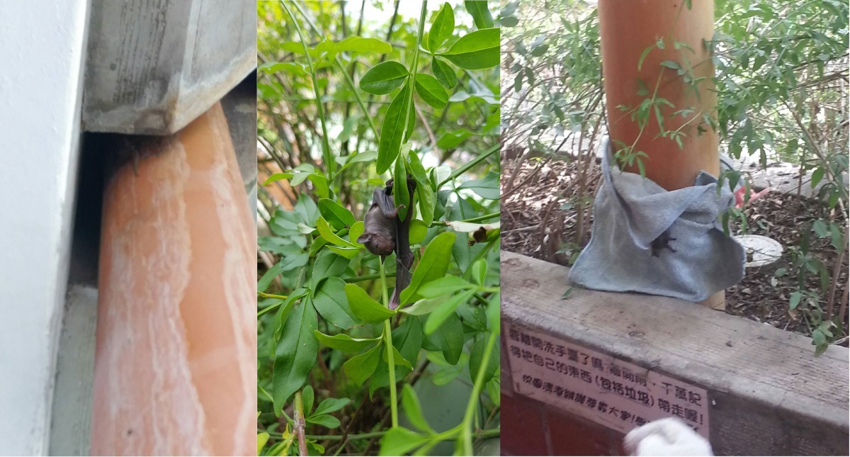 五股德音國小校園內時常可見到東亞家蝠。新北市動保處/提供