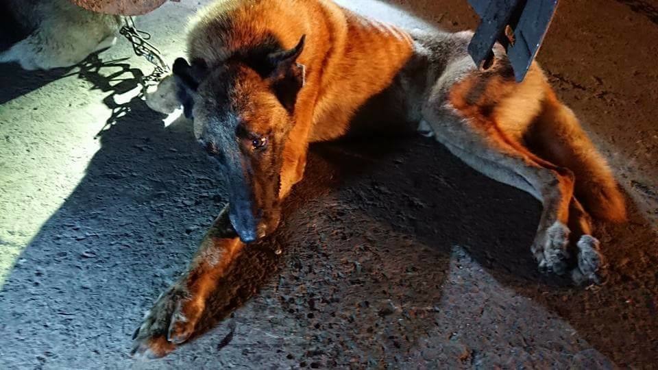 雄赳赳氣昂昂的比利時狼犬，居然落得這種慘狀。浪愛繼續-tnvr小隊/提供