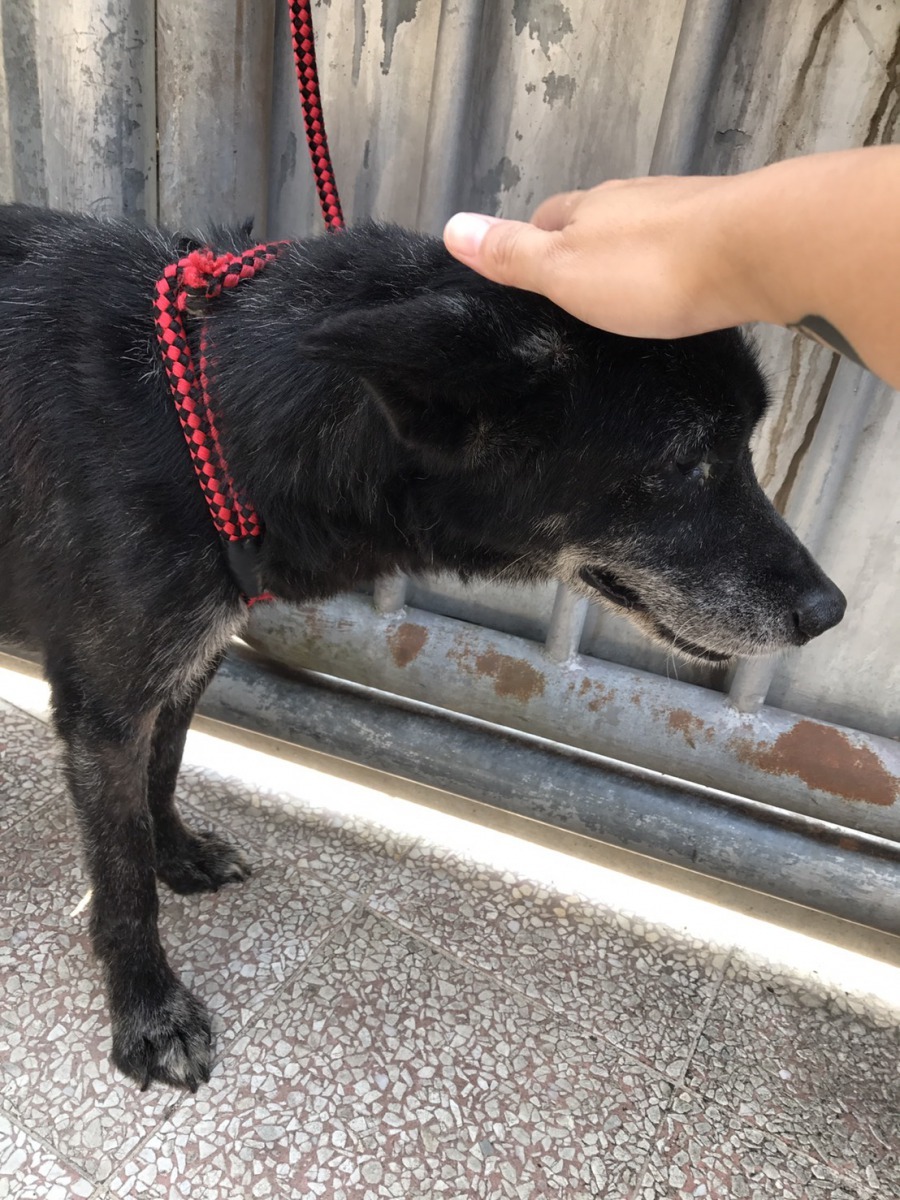 新北市新店動物之家日前救援回來的一隻混種犬虎比,在入所時全身黴菌感染、脫毛嚴重,現已痊癒開放認養。新北市動保處/提供