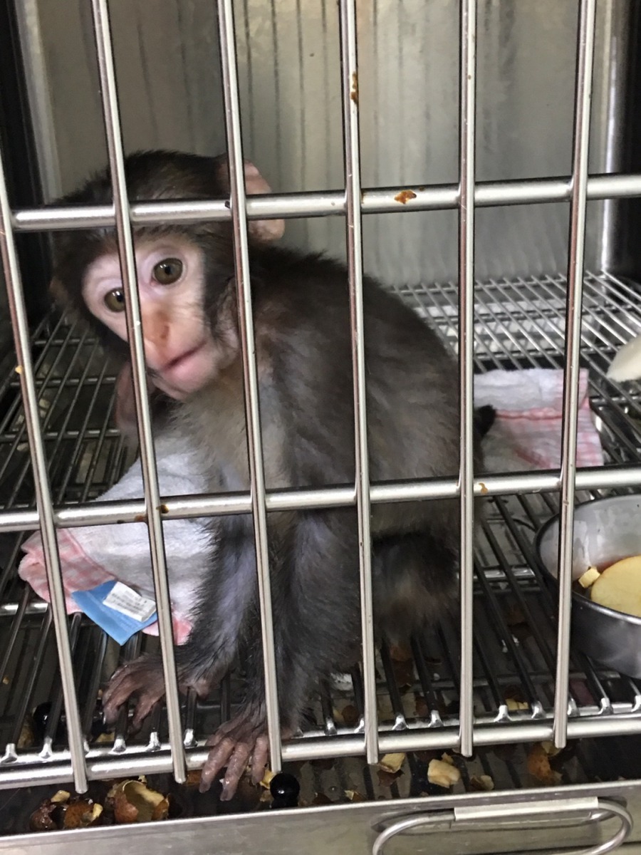 新北市提醒民眾,獼猴不可以飼養,且身上可能潛藏有人畜共通傳染病,民眾要儘量避免接觸。新北市動保處/提供