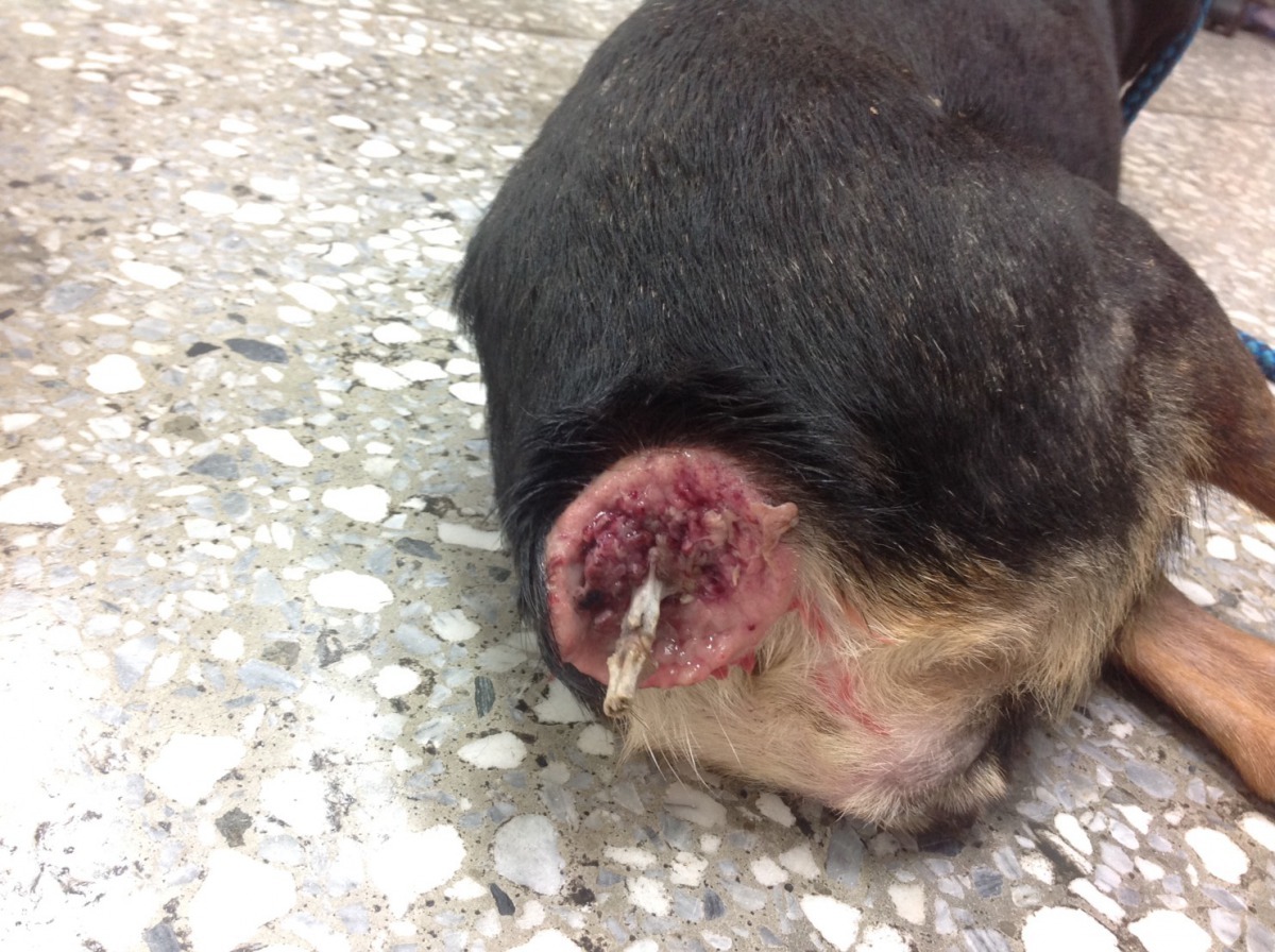 「露西」被同伴狗群霸凌，送來時整根尾巴都被啃食掉。新北市動保處/提供