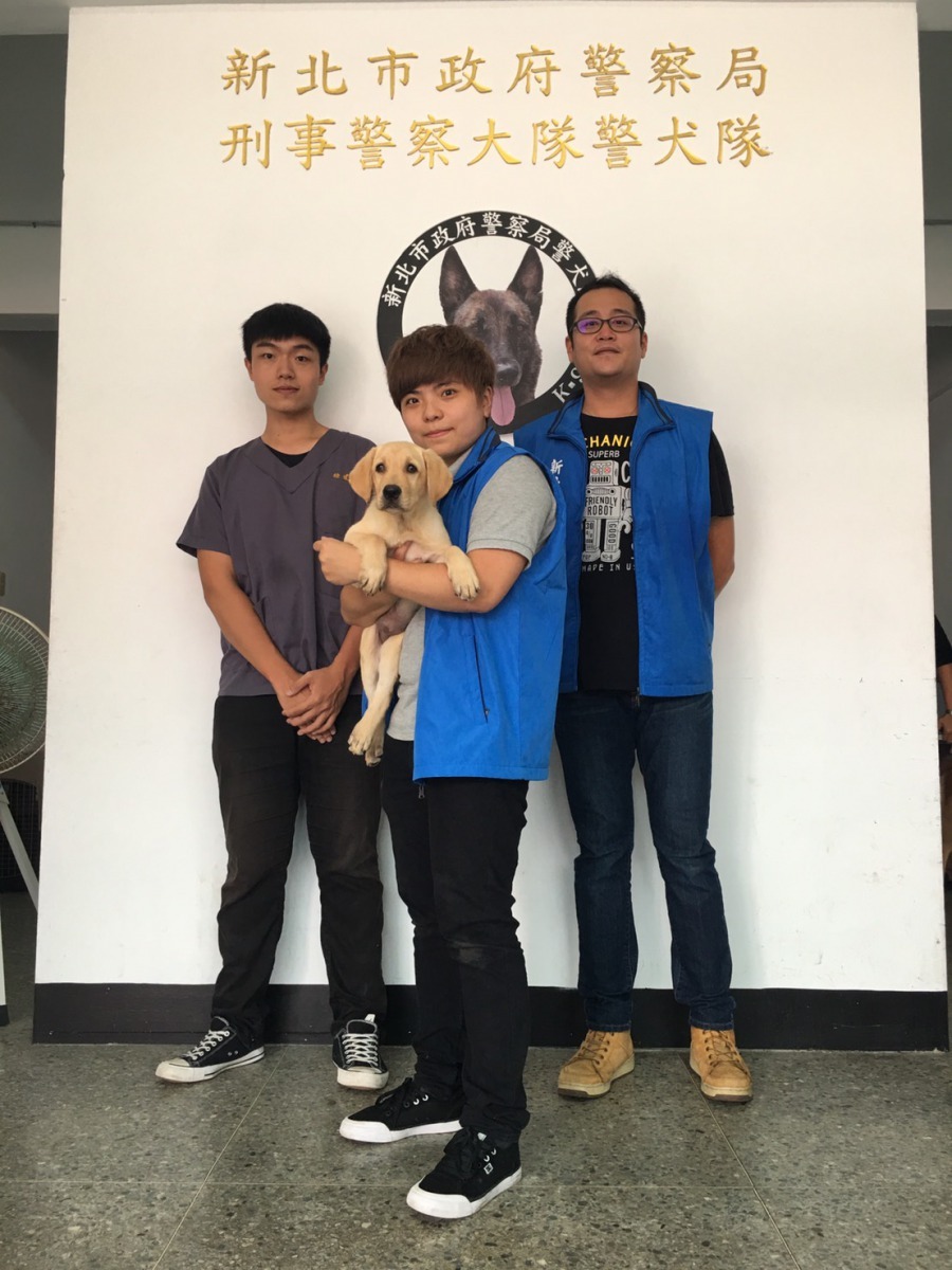 新北市警犬隊實習生「福星」接受晶片植入，拿到身分證。新北市動保處/提供