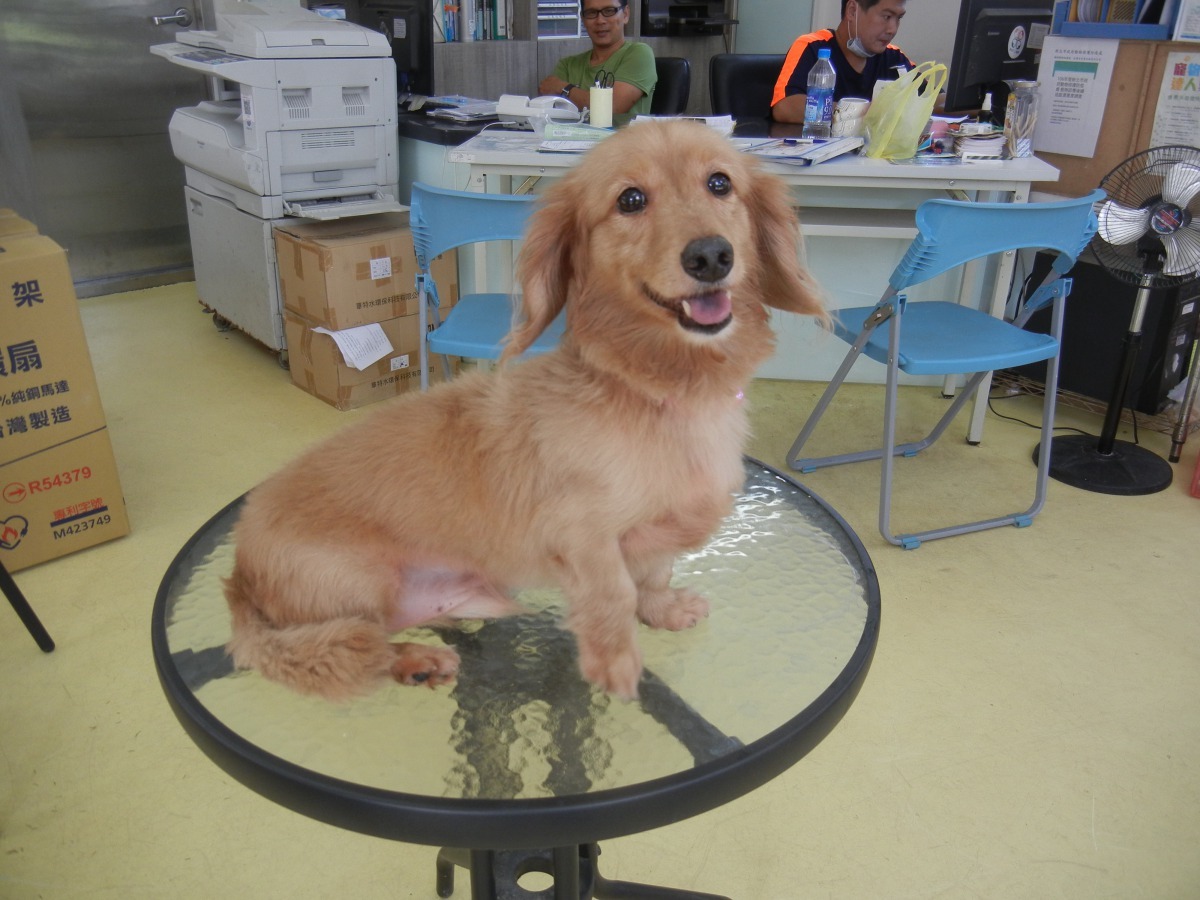 新北市中和動物之家凌晨遭人侵入偷抱走一隻當日要開放認養的奶油臘腸犬。雨林/翻攝