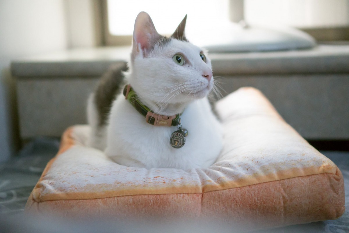 成年犬貓個性較穩定也較不需要飼主長時間陪伴,建議第一次飼養寵物的人可先從成犬貓開始飼養。劉凱/翻攝