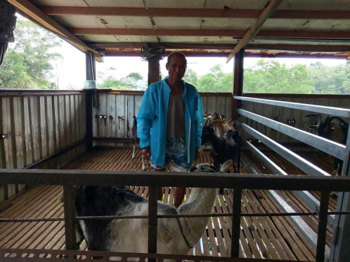 78歲貢寮區吳茂雄目前飼養21隻乳羊，標準都會型的小型農戶。劉凱/翻攝