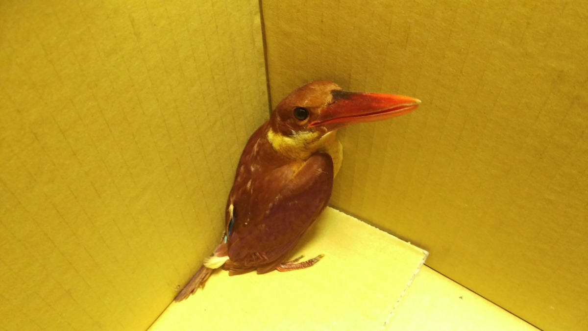 赤翡翠撞到民宅玻璃受傷昏厥，動保處救援入所治療。劉凱/翻攝