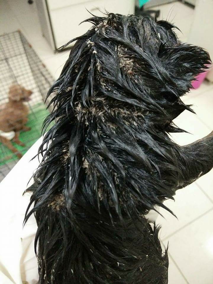 民眾通報一隻剛出生一週的奶犬，全身長滿蛆和寄生蟲，在大雨中遭母狗獨自留在廢棄的鐵皮屋中。劉凱/翻攝
