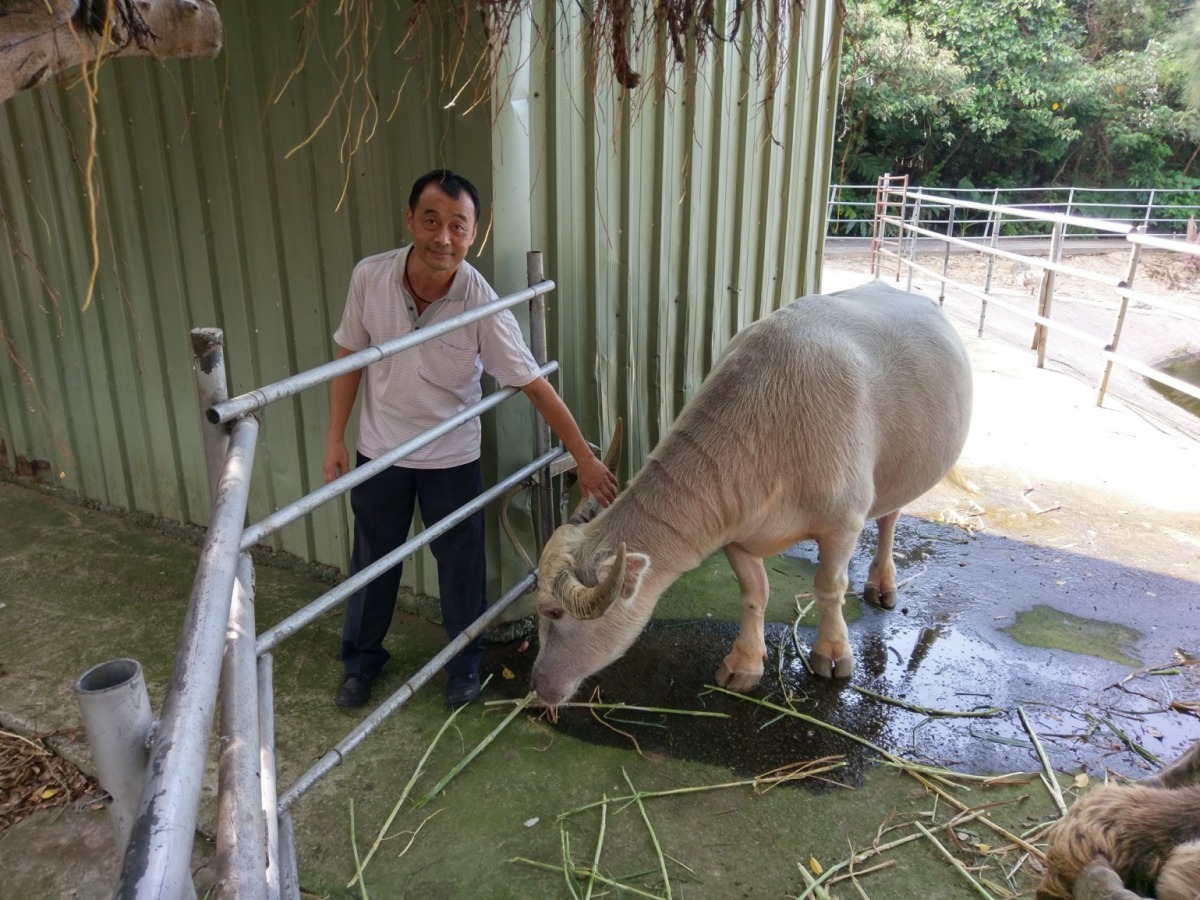 林口山豬城休閒餐廳飼養的白水牛，十分稀少，相當珍貴。新北市動保處/提供