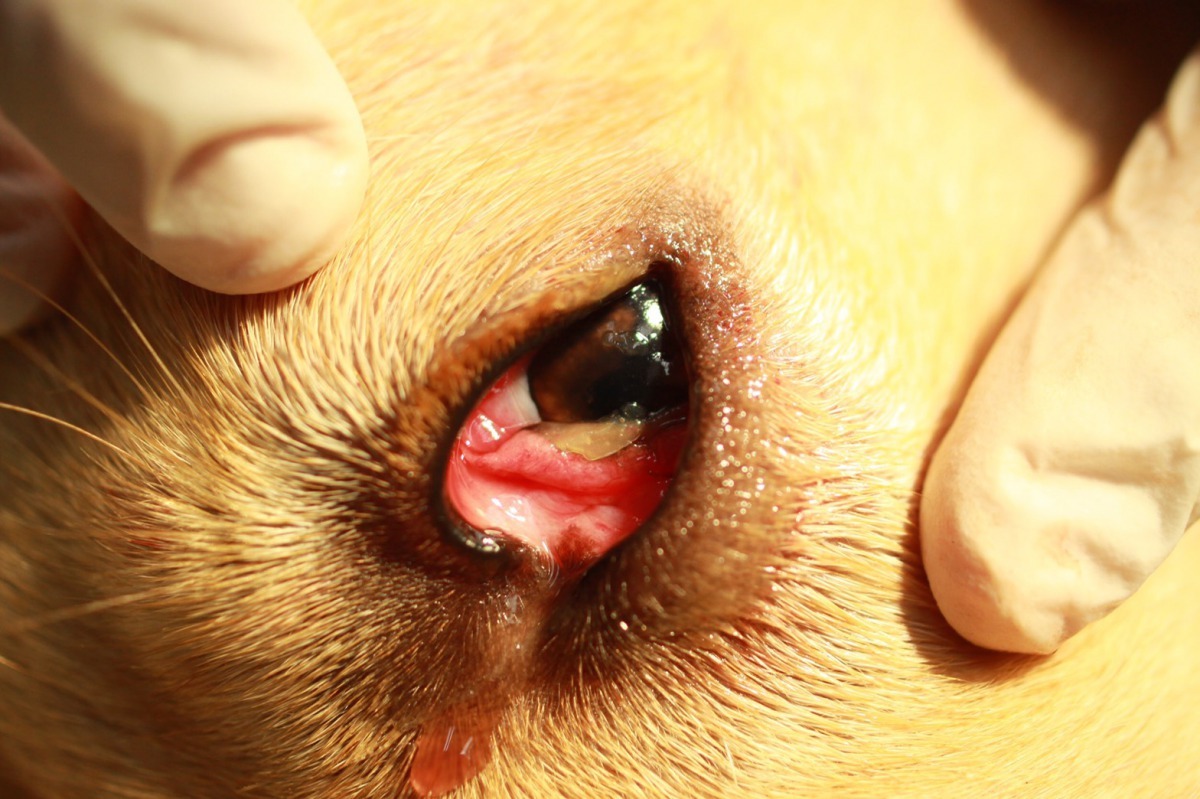 櫻桃眼(cherry eye)，好發在短額品種如鬥牛犬、牛頭梗、波士頓梗犬等，其中又以幼犬及年輕成犬發病率較高。劉凱/翻攝