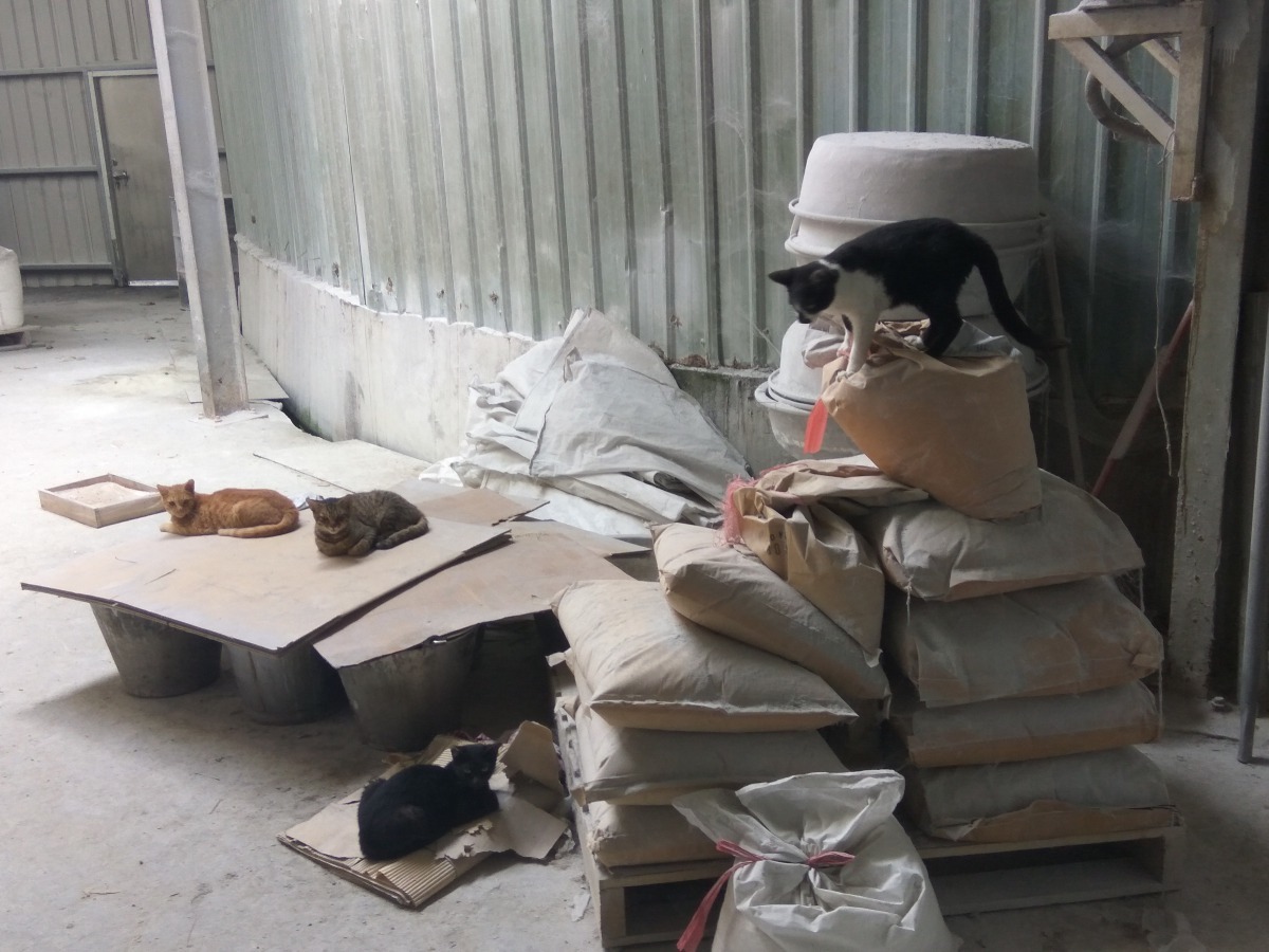 工廠佔地廣闊，廠內能供街貓休憩居住的角落很多。劉凱/翻攝