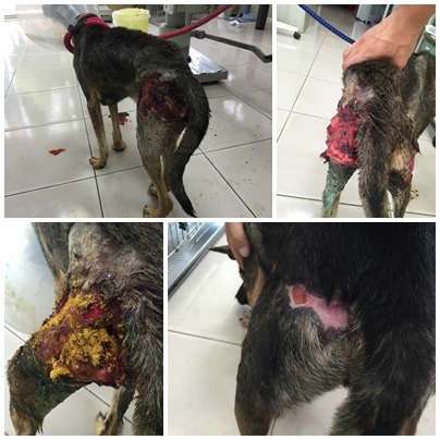 「小不點」雙腿曾被室友咬傷，造成嚴重蜂窩性組織炎，所幸經治療後傷口恢復良好。劉凱/翻攝