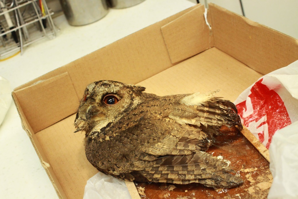 領角鴞受困黏鼠板，雙腳、軀幹及右翅羽毛都黏著於黏鼠板上無法動彈。劉凱/翻攝