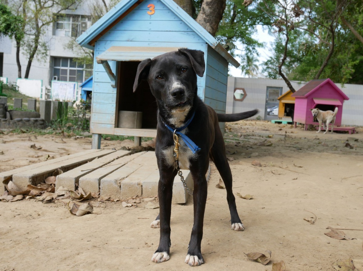 收容所的白腳蹄流浪犬很難被認養出去。圖/台南市動保處提供