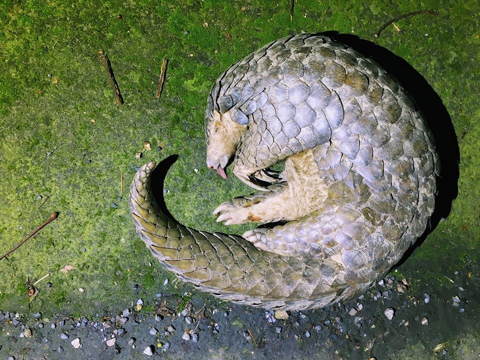 野生動物因為在柏油路邊覓食或過境慘遭呼嘯行駛的車子「路殺」而殞滅生命。台灣動物新聞網資料畫面 白欽源/提供