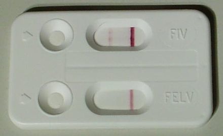 貓愛滋病可以透過抽血來檢測，圖中為FIV陽性反應，確診為貓愛滋病。劉凱/翻攝