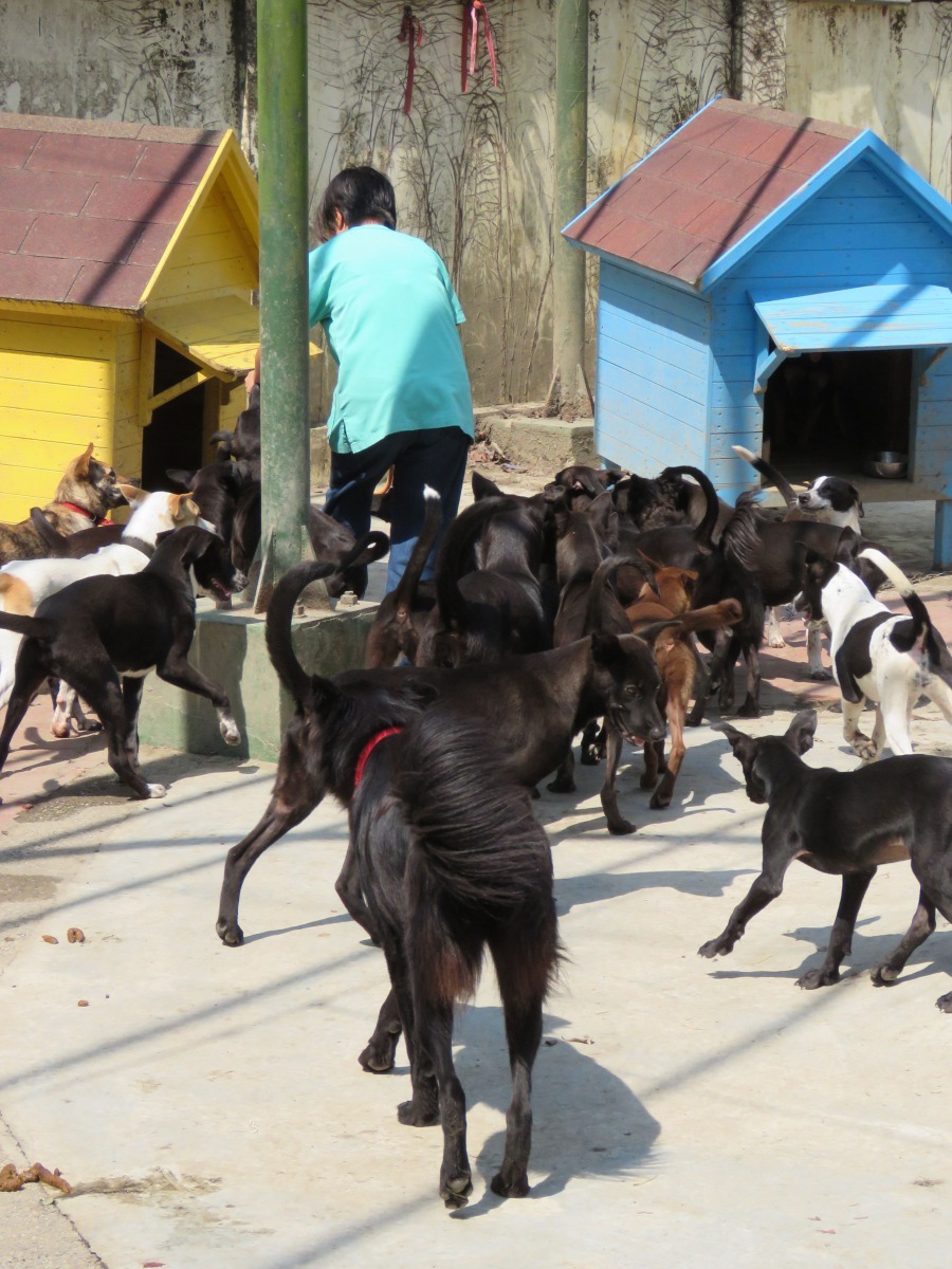 台南市動保處善化容收容所大群兩三月大的幼犬。高維奇／攝
