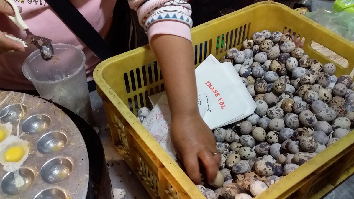 夜市的鵪鶉蛋大都未授精，無法孵化雛鳥。高維奇／攝