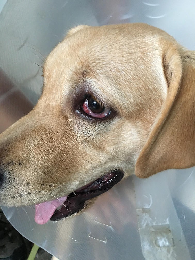 新北市警犬「福星」左眼罹患罹患了俗稱櫻桃眼的「第三眼瞼腺體脫出」。劉凱/翻攝