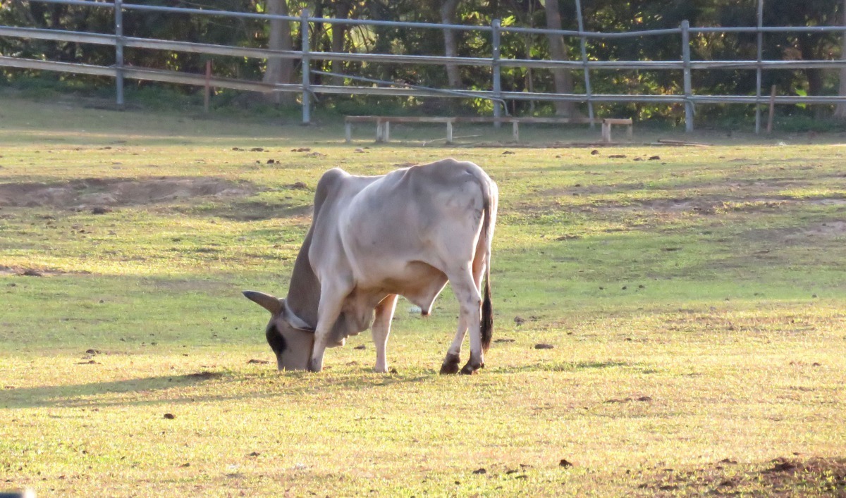 馬走瀨農場其中40公頃為紐西蘭風情的牧草草原。高維奇/攝