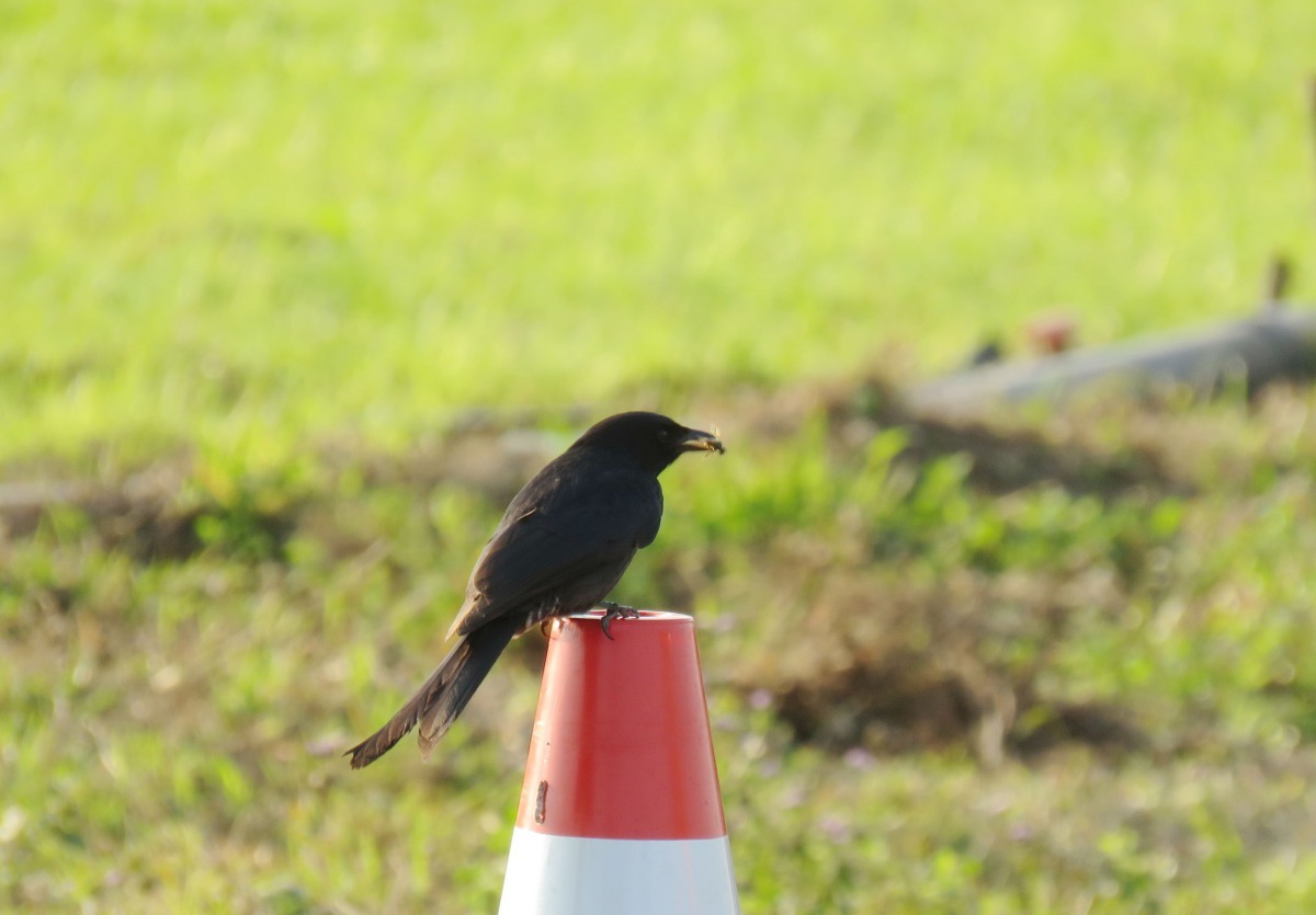 牧場除牛和馬，野鳥和山兔隨處可見。 高維奇/攝