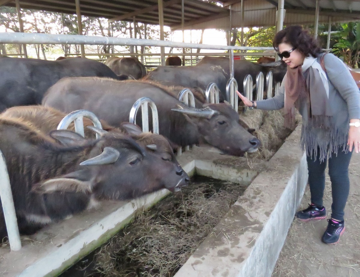 農場飼養的水牛。高維奇/攝