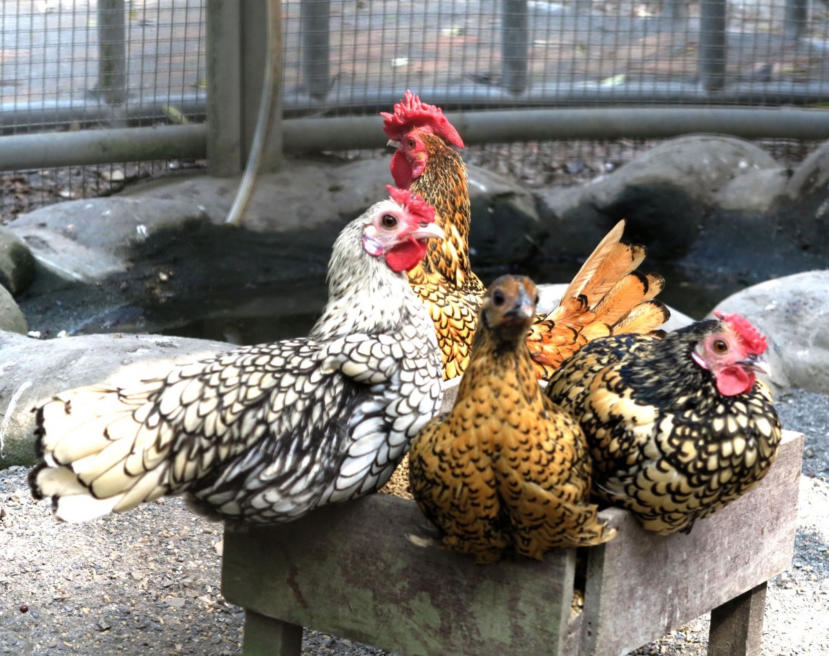 休閒農場普遍飼養觀賞雞當可愛動物。高維奇/攝