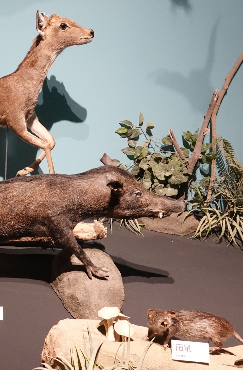 南科考古館陳列的史前人類生活場景模型中,田鼠也是主要肉食來源。高維奇/攝