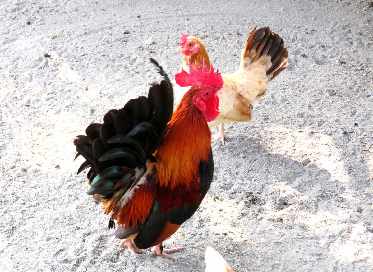 日本矮雞是目前極為普遍的觀賞雞。高維奇/攝