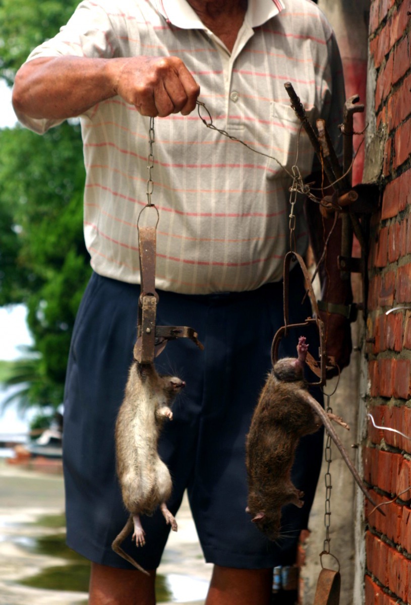 人類想盡各種方法滅鼠,捕獸鋏曾是利器,現已禁用。高維奇/攝