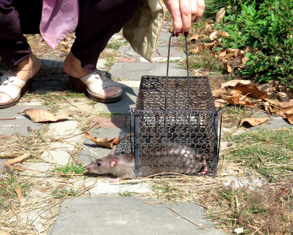 誘捕到老鼠不知如何處理,竟拿到郊區「放生」。