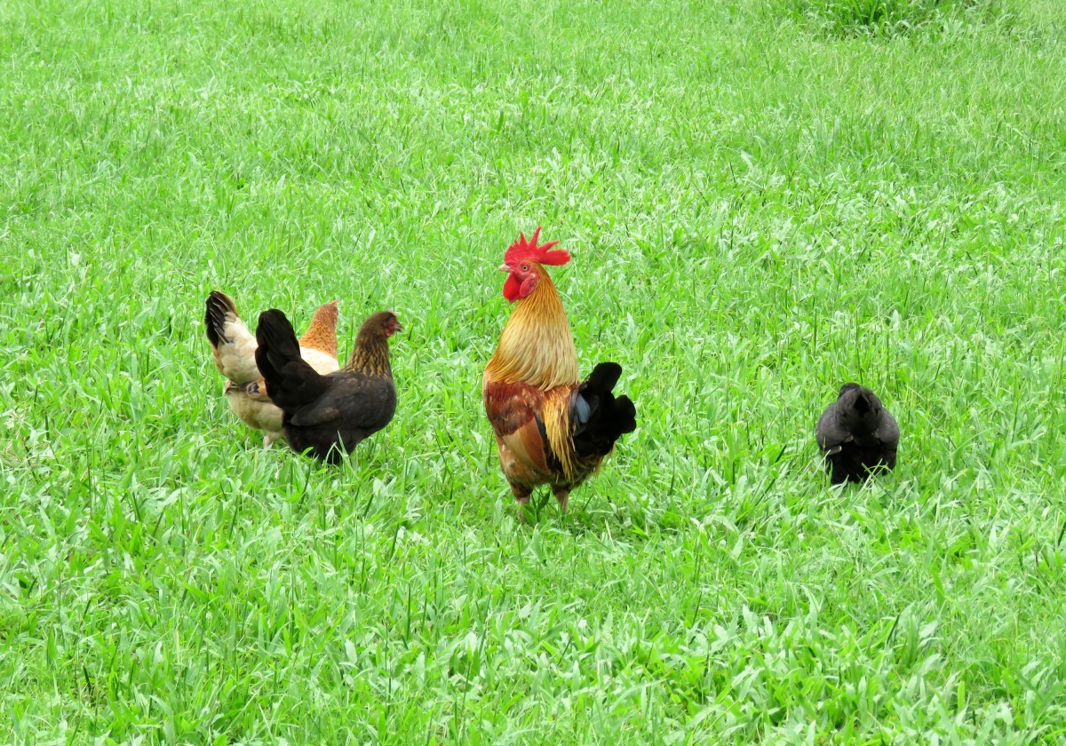 最佳的飼養方式是野放任遨遊，任何雞都會很漂亮。高維奇/攝